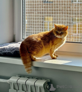 Foto №4. Ich werde verkaufen  in der Stadt Москва.  - preis - Frei