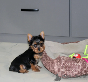 Foto №1. yorkshire terrier - zum Verkauf in der Stadt Tokio | verhandelt | Ankündigung № 172123