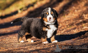 Foto №1. berner sennenhund - zum Verkauf in der Stadt Bollnäs | 1000€ | Ankündigung № 168184