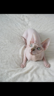 Foto №2 zu Ankündigung № 2028 zu verkaufen sphynx-katze - einkaufen Russische Föderation quotient 	ankündigung, vom kindergarten, züchter