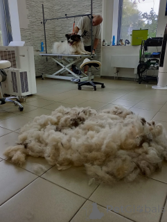 Foto №3. Großgröße Papillon, Taylor wartet auf eine Familie. Russische Föderation