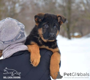 Zusätzliche Fotos: Das Reservat ist geöffnet. Deutscher schäferhund welpen. FCI.