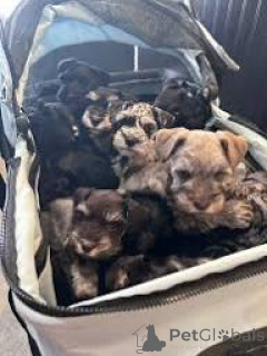 Foto №1. schnauzer - zum Verkauf in der Stadt Manchester | 700€ | Ankündigung № 165707