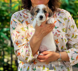 Foto №2 zu Ankündigung № 140848 zu verkaufen jack russell terrier - einkaufen Russische Föderation züchter
