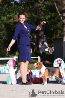 Foto №2. Paarung Service beagle. Preis - 323€