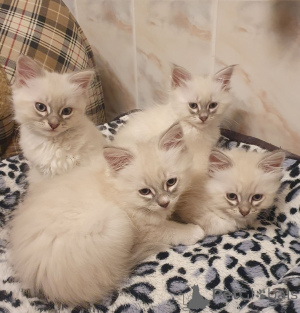 Foto №1. neva maskerade - zum Verkauf in der Stadt NEIDENSTEIN | 350€ | Ankündigung № 150508