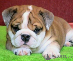 Foto №1. englische bulldogge - zum Verkauf in der Stadt Houston | 319€ | Ankündigung № 138541