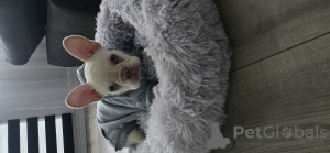 Foto №4. Ich werde verkaufen französische bulldogge in der Stadt Herne. quotient 	ankündigung - preis - 1100€