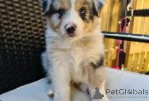 Foto №1. australian shepherd - zum Verkauf in der Stadt Förby | Frei | Ankündigung № 128836