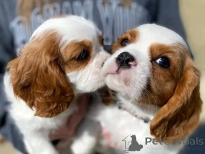 Foto №4. Ich werde verkaufen cavalier king charles spaniel in der Stadt Münstermaafeld. quotient 	ankündigung - preis - 580€