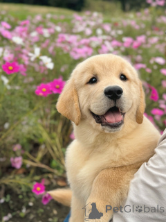 Foto №1. golden retriever - zum Verkauf in der Stadt Mainz | verhandelt | Ankündigung № 158049