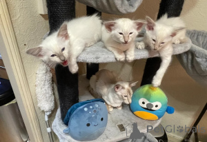 Foto №1. balinesenkatze - zum Verkauf in der Stadt Přáslavice | 393€ | Ankündigung № 135320