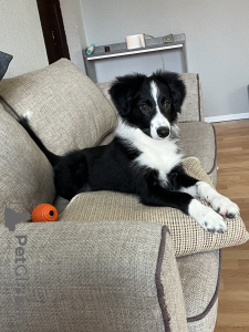 Foto №1. border collie - zum Verkauf in der Stadt Berlin | 650€ | Ankündigung № 40291