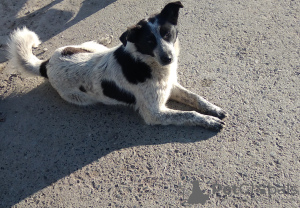 Foto №1. mischlingshund - zum Verkauf in der Stadt Tjumen | Frei | Ankündigung № 10647