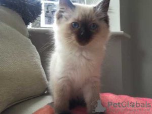 Foto №3. Süße Ragdoll-Kätzchen sind jetzt zur Adoption verfügbar. Deutschland