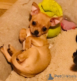 Foto №3. Reine Chihuahua-Babys. Deutschland