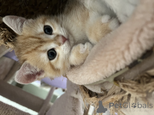 Foto №4. Ich werde verkaufen britisch kurzhaar in der Stadt Динслакен. züchter - preis - 900€