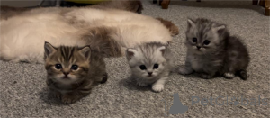 Foto №1. munchkin - zum Verkauf in der Stadt Bamberg | 350€ | Ankündigung № 152933