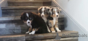 Foto №1. australian shepherd - zum Verkauf in der Stadt Frankenthal | 900€ | Ankündigung № 150664