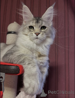 Foto №2 zu Ankündigung № 155329 zu verkaufen maine-coon-katze - einkaufen Italien quotient 	ankündigung