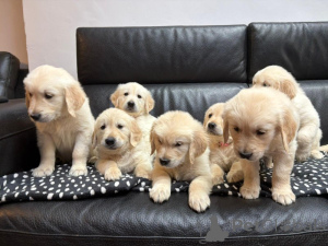 Foto №1. golden retriever - zum Verkauf in der Stadt Isojoki | verhandelt | Ankündigung № 169171