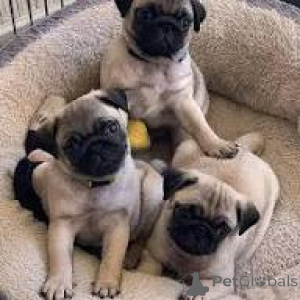 Foto №1. mops - zum Verkauf in der Stadt Brüssel | 700€ | Ankündigung № 166586