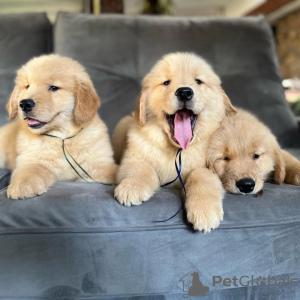 Foto №2 zu Ankündigung № 83115 zu verkaufen golden retriever - einkaufen Deutschland 