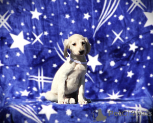 Foto №4. Ich werde verkaufen  in der Stadt Belgrad.  - preis - verhandelt