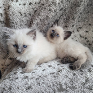 Foto №1. balinesenkatze - zum Verkauf in der Stadt Gardabani | verhandelt | Ankündigung № 176234
