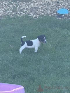 Foto №2 zu Ankündigung № 166831 zu verkaufen jack russell terrier - einkaufen Großbritannien quotient 	ankündigung, züchter