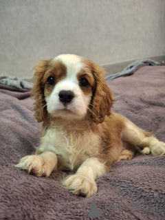 Foto №1. amerikanischer cocker spaniel, english cocker spaniel, english springer spaniel, welsh springer spaniel, irish water spaniel, perro de agua español, mastín español, cavalier king charles spaniel, cavalier king charles spaniel, clumber spaniel, russian spaniel, tibet-spaniel - zum Verkauf in der Stadt Vilnius | 1100€ | Ankündigung № 175525