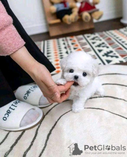 Foto №1. pudel (royal) - zum Verkauf in der Stadt Alabama Shores | 425€ | Ankündigung № 133709