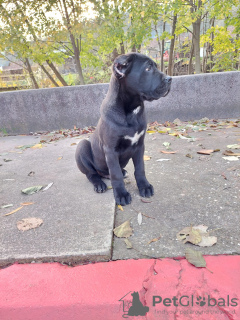 Foto №2 zu Ankündigung № 79836 zu verkaufen cane corso italiano - einkaufen Serbien quotient 	ankündigung