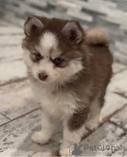 Foto №2 zu Ankündigung № 131998 zu verkaufen pommersche spitz - einkaufen Niederlande züchter