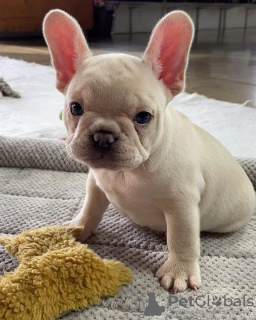 Foto №3. Wunderschöne Welpen der Französischen Bulldogge zu verkaufen. Polen