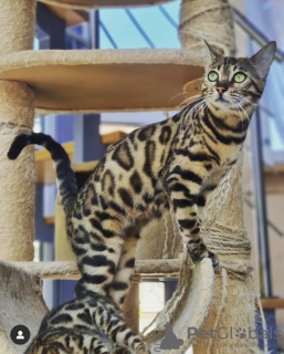 Foto №1. bengal katzenrasse - zum Verkauf in der Stadt London | 1200€ | Ankündigung № 125253