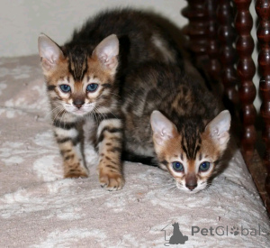 Foto №2 zu Ankündigung № 161350 zu verkaufen bengal katzenrasse - einkaufen Estland quotient 	ankündigung