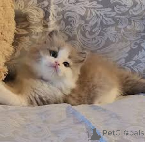 Foto №3. Myytävät Ragdoll-Pennut. Finnland