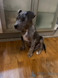 Foto №1. american pit bull terrier - zum Verkauf in der Stadt Dudeldorf | verhandelt | Ankündigung № 178088