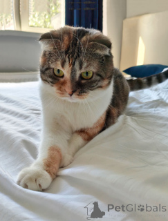 Foto №3. Die dreifarbige schottische Hauskatze Chulya sucht ein Zuhause. Russische Föderation