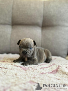 Foto №2 zu Ankündigung № 118925 zu verkaufen französische bulldogge - einkaufen Bolivien quotient 	ankündigung