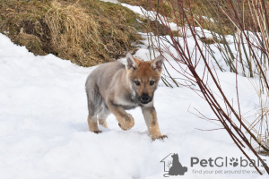 Foto №3. Tschechoslowakischer Wolfshundwelpe. Russische Föderation