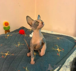 Foto №1. sphynx-katze - zum Verkauf in der Stadt Fulda | 350€ | Ankündigung № 177046