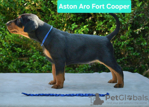 Foto №3. Mittlerer Pinscher nach Inter Champions CIB FCI. Polen