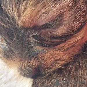 Foto №2 zu Ankündigung № 111862 zu verkaufen yorkshire terrier - einkaufen Polen züchter