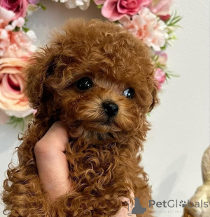 Foto №2 zu Ankündigung № 135194 zu verkaufen  - einkaufen Deutschland züchter