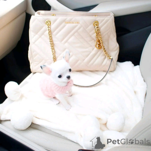 Foto №4. Ich werde verkaufen mischlingshund in der Stadt Bergisch Gladbach. quotient 	ankündigung, züchter - preis - 650€