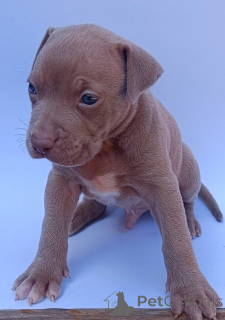 Foto №4. Ich werde verkaufen bullterrier in der Stadt Knjazevac.  - preis - verhandelt