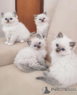 Foto №1. ragdoll-katze - zum Verkauf in der Stadt Berlin | 250€ | Ankündigung № 155354