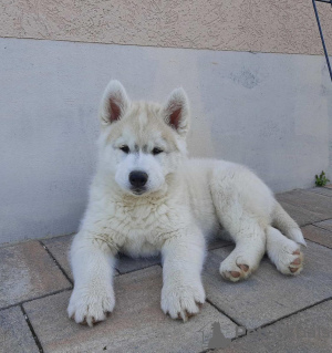 Zusätzliche Fotos: Siberian Husky Welpe zu verkaufen